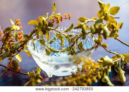 Tulsi Ka Pani Or Extract Of Holy Basil Or Ocimum Tenuiflorum Used In Many Holy Works And In Modern A