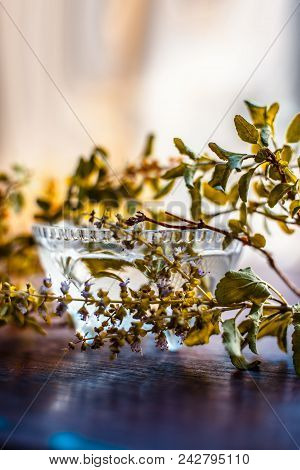 Tulsi Ka Pani Or Extract Of Holy Basil Or Ocimum Tenuiflorum Used In Many Holy Works And In Modern A
