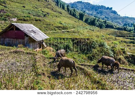 Buffalo Grazing On The Field