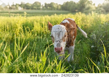 Young Bull Chews Grass On The Meadow, Flies Fly Around Head. Stories About Rural Life In Ukraine