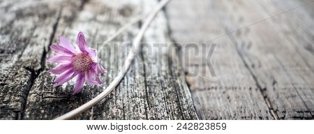 One Lilac Flower Xeranthemum On A Gray Wooden Texture Background Close Up. Wabi Sabi, Hygge Style. L