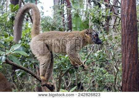 Common Brown Lemur (eulemur Fulvus Fulvus). Madagascar.