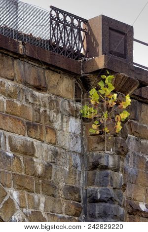 Tree Rooted High On Side Of Railroad Viaduct