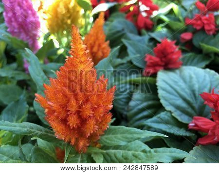 Beautiful Close Up Shot Of Orange Fully Bloomed Celosia Argentea Flower Surrounded With Depth Of Fie