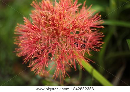 Close Up Red Blood Lily , Red Flower Beautiful.