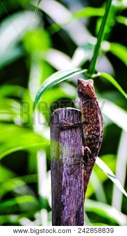 The Oriental Garden Lizard, Eastern Garden Lizard Or Changeable Lizard (calotes Versicolor) Is An Ag