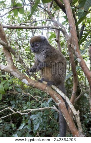 Eastern Lesser Bamboo Lemur (hapalemur Griseus ), Madagascar