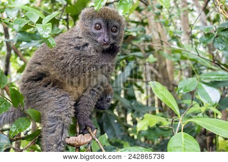 Eastern Lesser Bamboo Lemur (hapalemur Griseus ), Madagascar