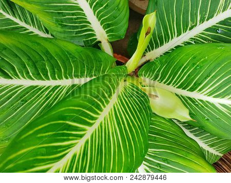 Soft Focus Of Leaves Chinese Evergreen Or Aglaonema Modestum As A Background. Natural Green Wallpape