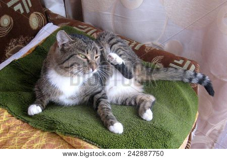 Gray Cat With Black Stripes And White Breast Scratches The Ear With  His Paw
