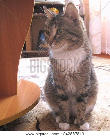 Gray Cat With White Breast Sitting On The Carpet Near The Table