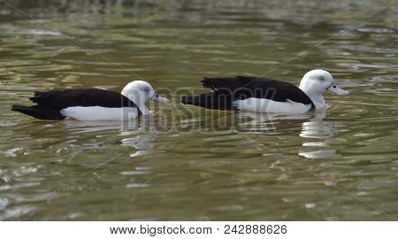 Radjah Shelduck - Tadorna Radjah 
From New Guinea
Pair