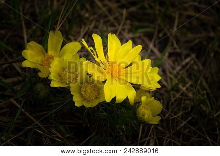 Pheasant's Eye, Also Called Spring Pheasant's Eye, Yellow Pheasant's Eye And False Hellebore On A Cl