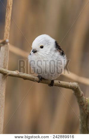 Long-tailed Tit Aegithalos Caudatus Sitting On A Branch In Germany