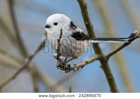 Long-tailed Tit Aegithalos Caudatus Sitting On A Branch In Germany