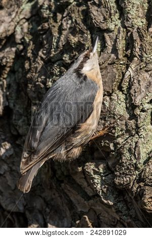 Eurasian Or Wood Nuthatch Sitta Europaea Looking For Food On A Branch