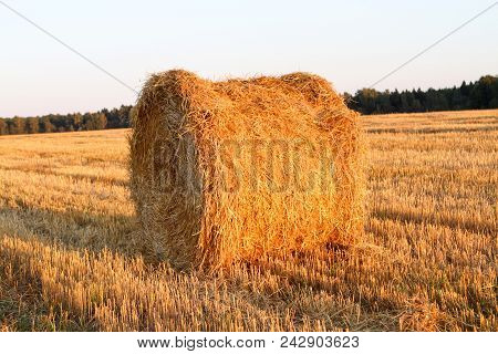 Haystack Harvest Field Landscape. Haystack Agriculture Field Landscape. Agriculture Field Haystacks