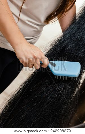 Young Woman Brushing The Horses Tail, Closeup