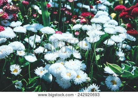 Beautiful Colorful Flower Bed At Island Mainau, Germany.
