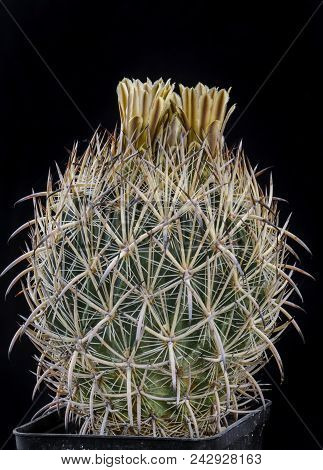 Cactus Echinomastus Laui With Flower Isolated On Black.