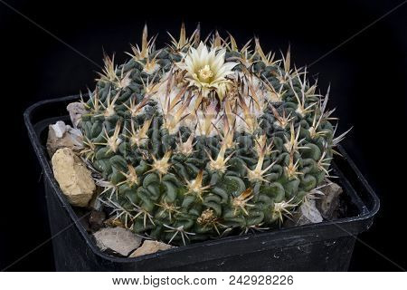 Cactus Echinofossulocactus With Flower Isolated On Black
