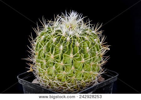 Cactus Echinofossulocactus With Shinshowa Flower Isolated On Black.