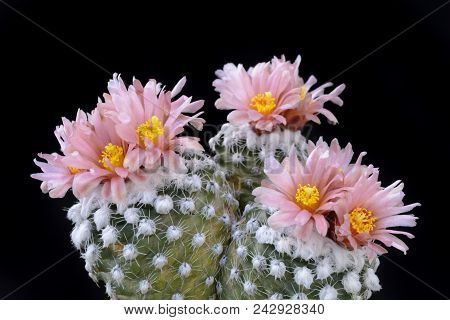 Cactus Pediocactus Winkleri With Flower Isolated On Black