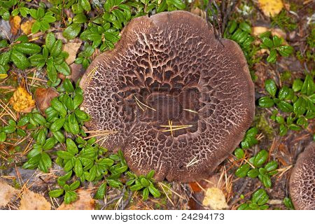 Sarcodon Imbricatus