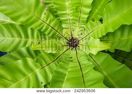 Fern (polypodiales) Plants At Botanic Garden