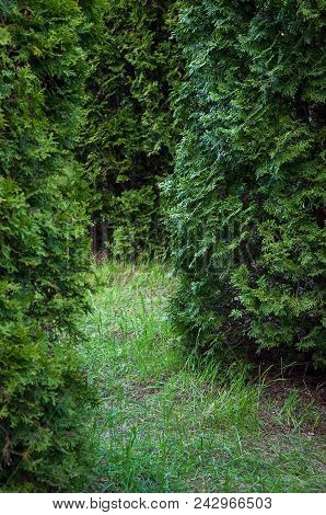 High Cypress Grows In The Botanical Garden