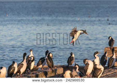 Flock Of Imperial Cormorans At The Harbor Of Punta Arenas, Patagonia, Chile