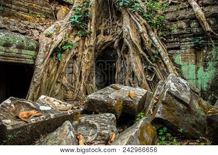 Roots Of Giant Tree On The Atient Old Ta Phrom Temple In Angkor Wat In Cambodia