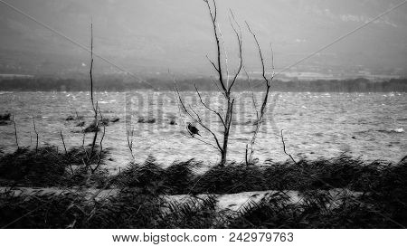A Crow On A Dead Tree In The Middle Of An Apocalyptic Waterscape During A Stormy Weather.