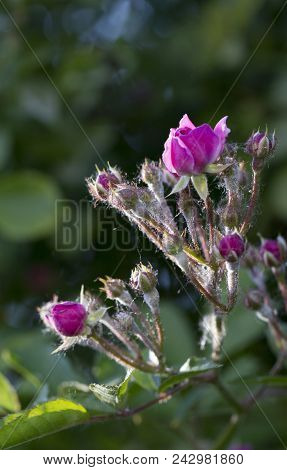 Powdery Mildew On Roses Shoot, Macro Close Up
