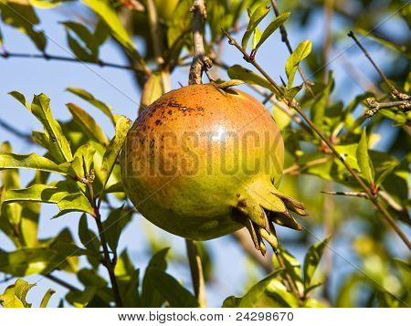 Pomegranate