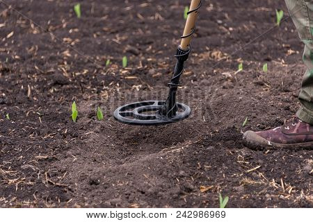 Man To Seek Treasure On Earth With A Metal Detector, Walks The Field, Squeak Gold