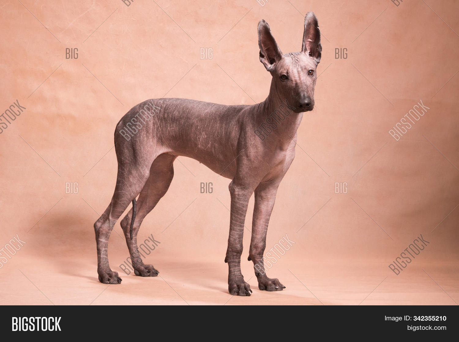 xolo breed