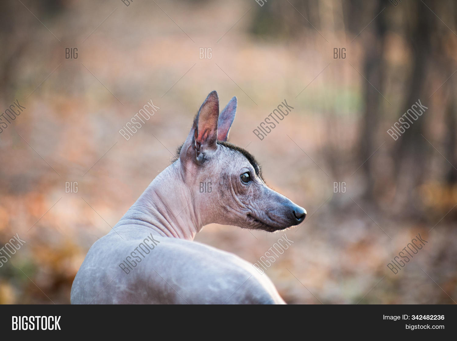 Xolo Dog ( Image & Photo (Free Trial) Bigstock