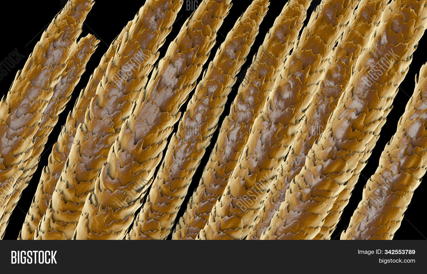 Human Hair Under Image & Photo (Free Trial) Bigstock