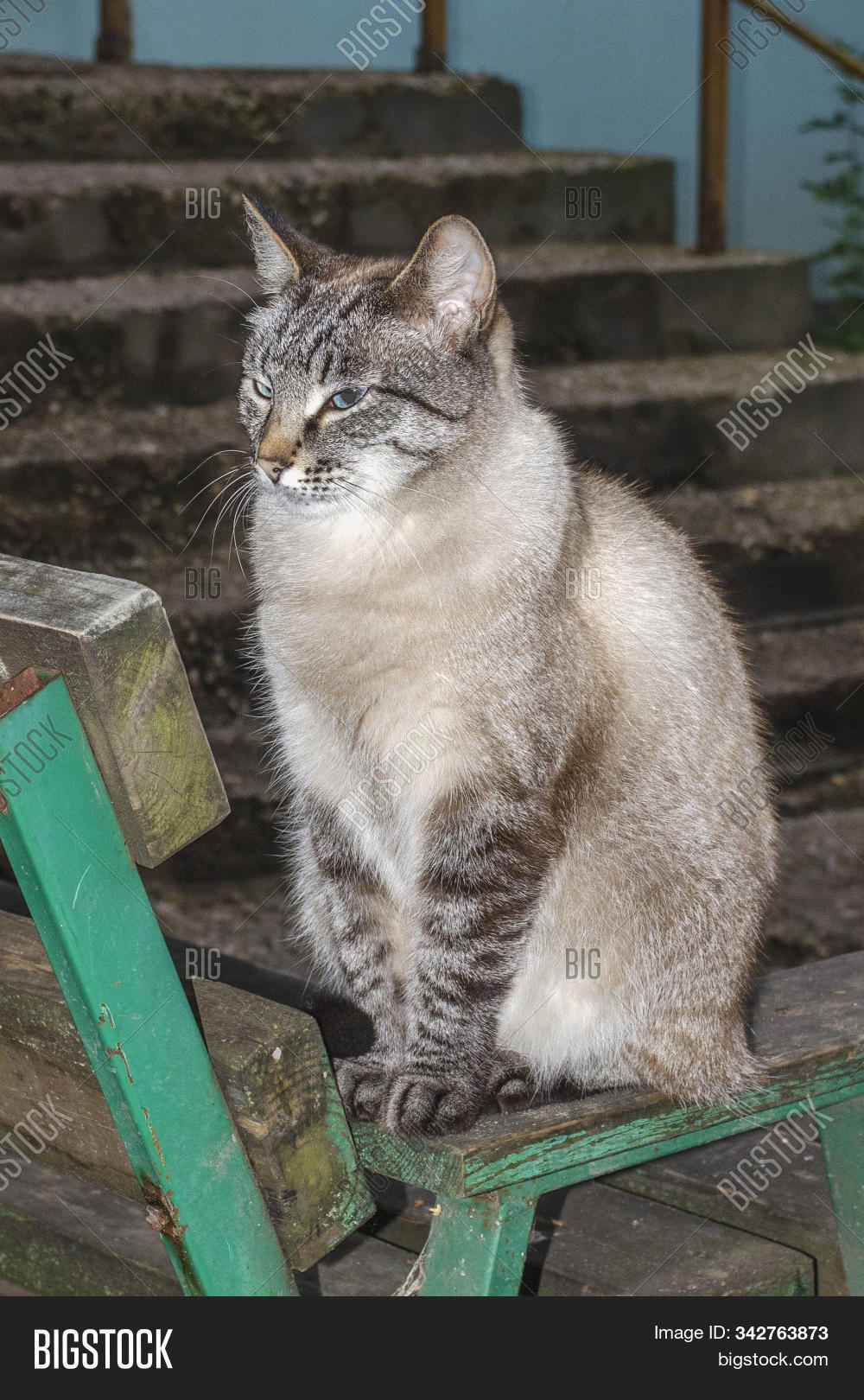Beautiful Tabby Point Image Photo Free Trial Bigstock