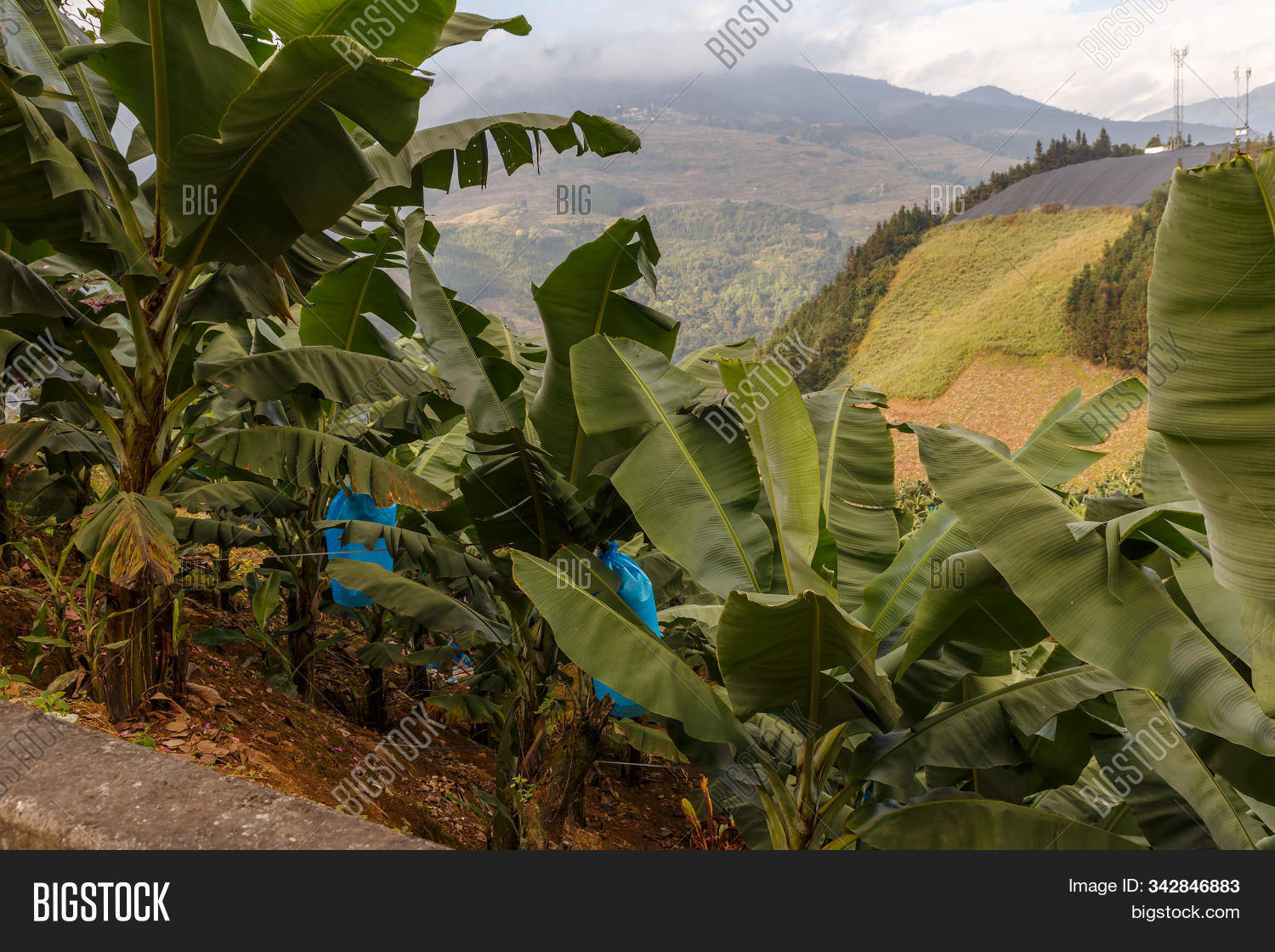 Banana Trees Along Image & Photo (Free Trial) Bigstock