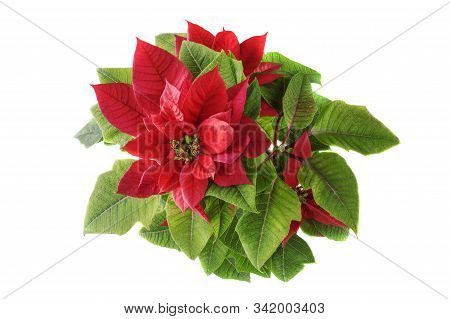Poinsettia Or Christmas Star, Isolated On White Background. Christmas And New Year Concept.