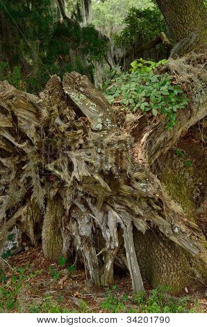 Albero rovesciato ancora ospita piante