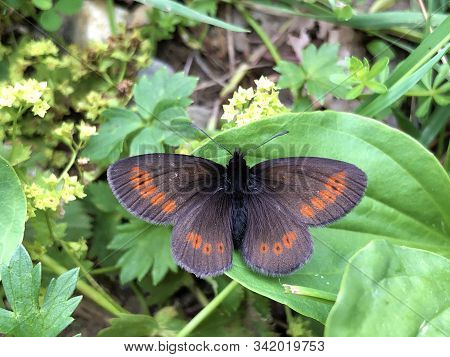 The Small Mountain Ringlet Butterfly Or Mountain Ringlet Erebia Epiphron Or Der Knochs Mohrenfalter 