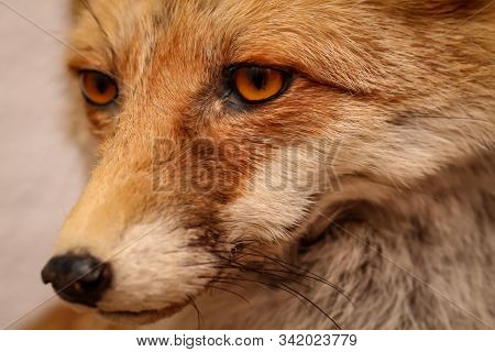 Portrait Of A Stuffed Fox, View In The Eye Of A Fox