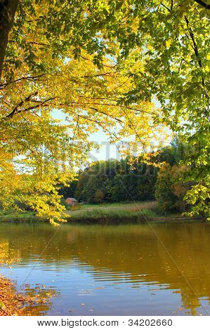 autumn yellow woods near the lake
