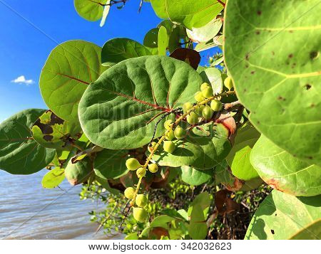 Sea Grapes On The Beach In South Florida