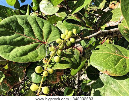 Sea Grapes On The Beach In South Florida