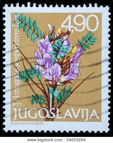 Jugoslawien ca. 1980: eine Briefmarke gedruckt in Jugoslawien zeigt Tragant Sempervirens lam, Ci-Serie