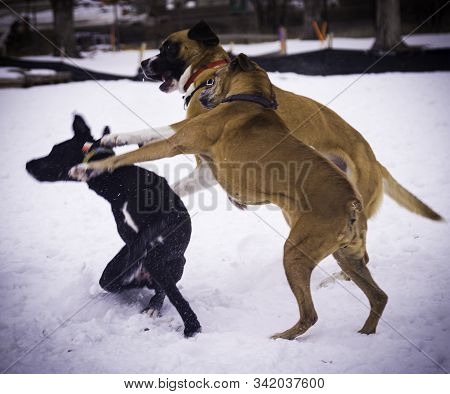 Dogs Playing With Each Other In The Snow.